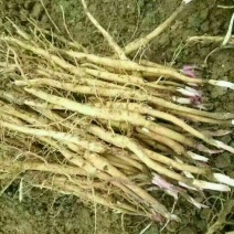 油牡丹苗10cm以下1-5年苗