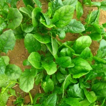 大叶菠菜20~25厘米