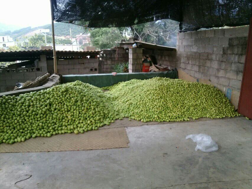 青枣储存环境示意图