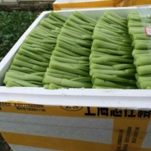 菜苔