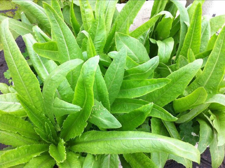 油麦菜焯水烹饪图