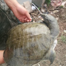 生态甲鱼