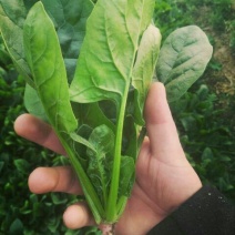 黑叶菠菜10~15厘米