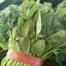 大叶菠菜15~20厘米