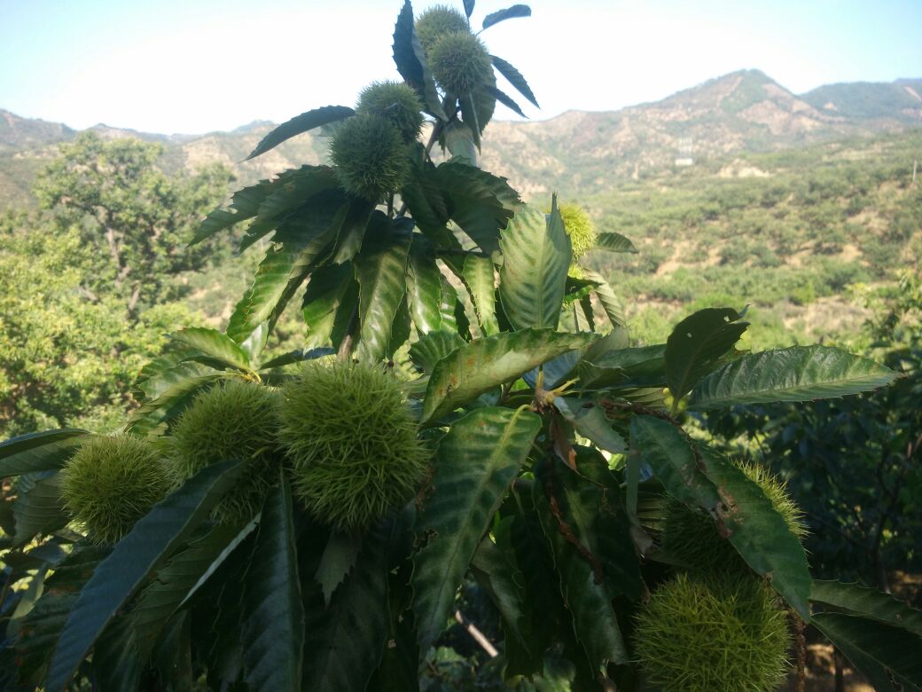 一片郁郁葱葱的山地森林中,成片的毛栗树生长在缓坡上,树冠茂密,部分树枝挂满了带刺的毛栗果,地面散落着自然掉落的果实,周围有落叶覆盖,展现出典型的毛栗子自然生长环境 毛栗子生长在山地森林中的实景图