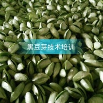 黑豆芽技术培训，本人有着十几年的过硬技术