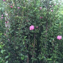 木槿