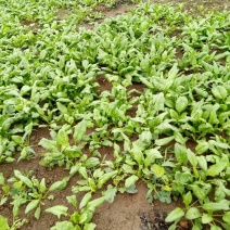 越冬菠菜10~15厘米