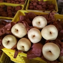 礼泉酥梨550~600g纸袋