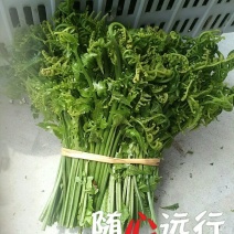 山野菜