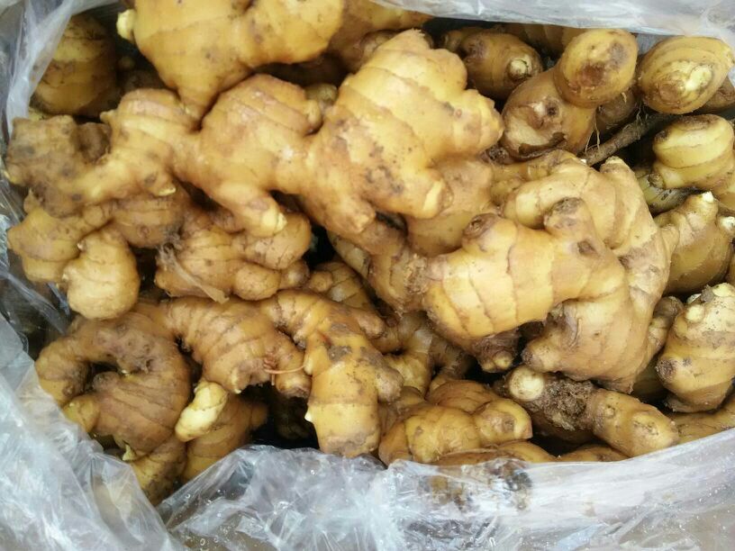 面姜实物图展示其完整块茎和光洁表皮