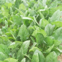 大叶菠菜15~20厘米