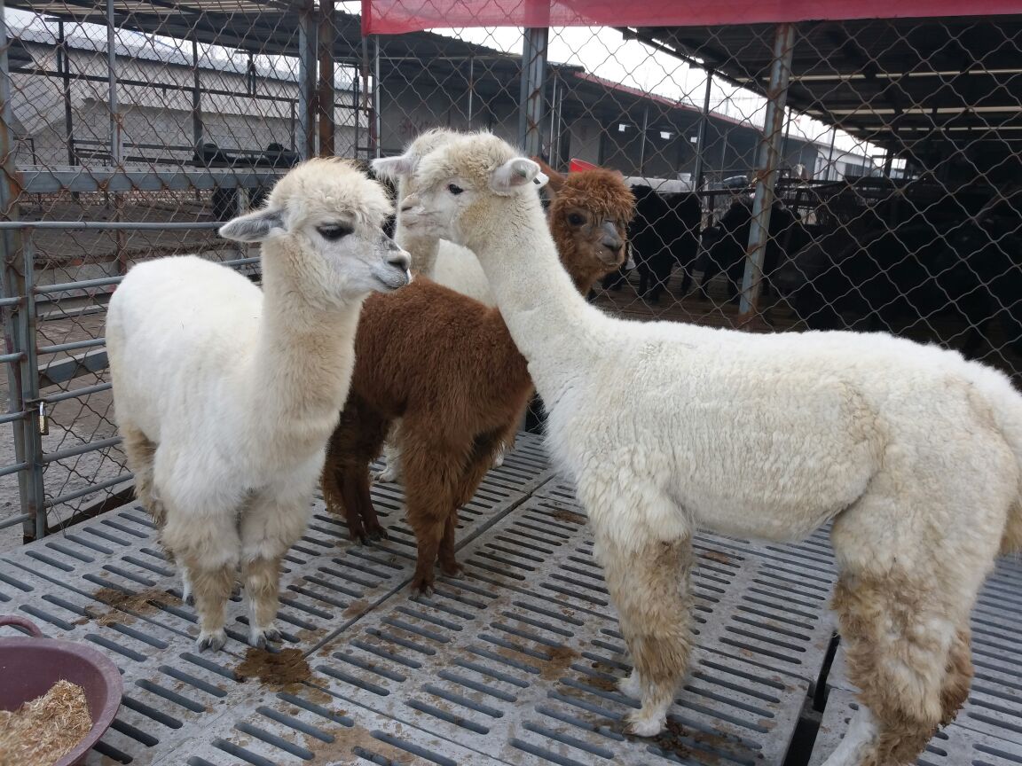 两只毛色分别为米白色和深棕色的成年羊驼站在木质围栏旁相互靠近,头部微侧,似乎正在交流,背景为农场环境,地面干燥整洁,体现良好的圈养条件 两只成年羊驼在围栏边互动