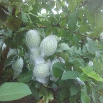 月季石榴树番石榴树