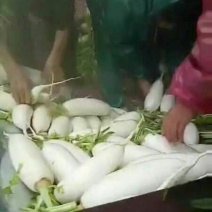 白萝卜1.5~2斤起