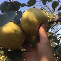 贡梨