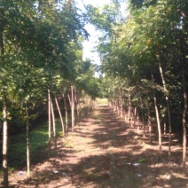 北京栾6~8cm4~6cm2.5~3米
