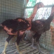 斗鸡苗1斤以上