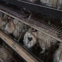 贵妃鸡苗500克以上脱温苗