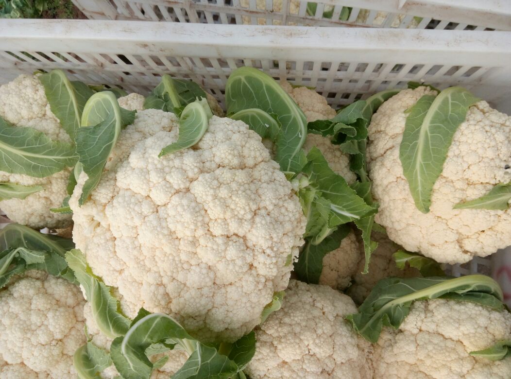 白面青梗松花菜采收达标特写——花球紧实洁白、青梗鲜亮挺拔、切口绿色鲜明,符合NY/T 746–2021《绿色食品 甘蓝类蔬菜》一级品标准 白面青梗松花菜成熟采收图:标准商品花球直径14cm,表面覆均匀蜡粉呈霜白色,主梗挺直翠绿、长度9cm,切口处显露鲜绿色髓部,背景为清晨露珠晶莹的标准化采收田