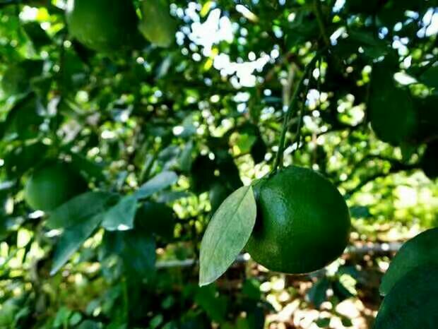 葡萄与葡萄柚对比图