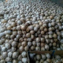 酥梨250~300g纸袋
