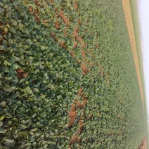 黑叶菠菜15~20厘米