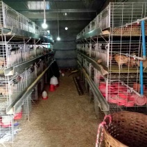 土鸡苗1斤以上
