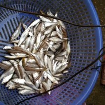 鱼干