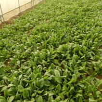 小叶菠菜15~20厘米
