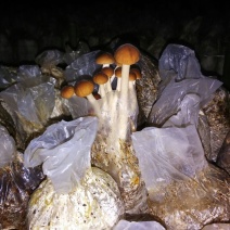 茶树菇12cm