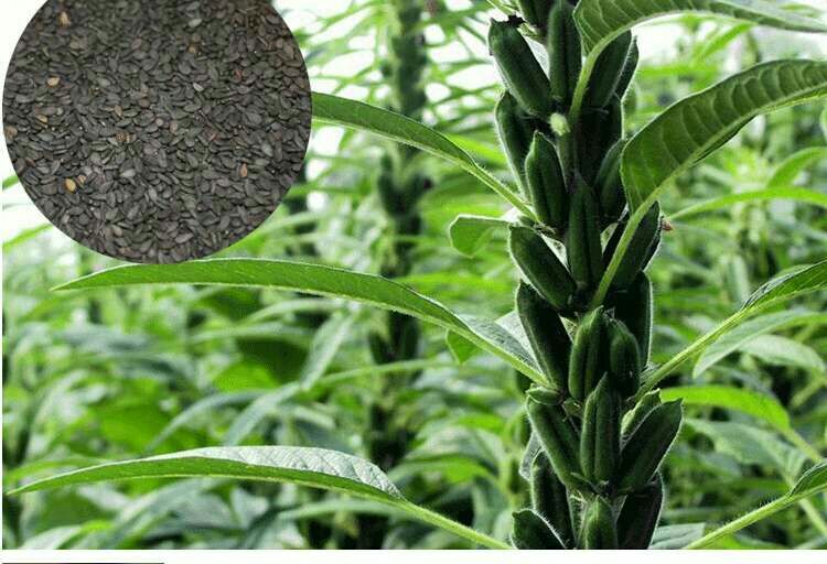 黑芝麻植株与种子图示