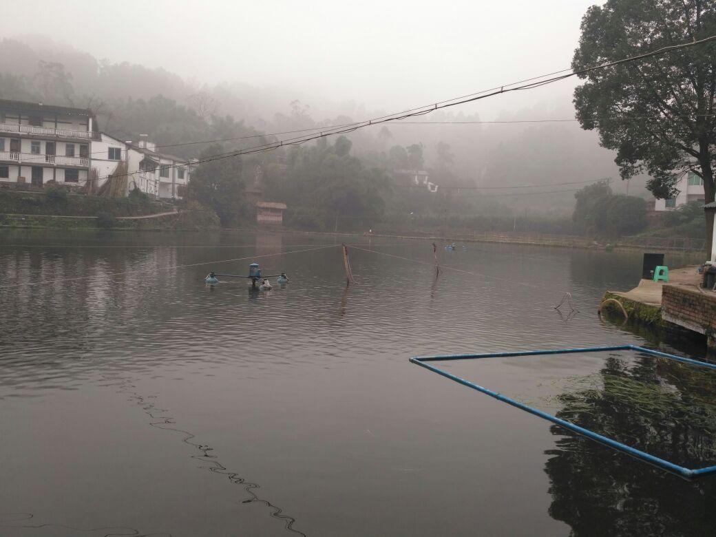 对虾养殖现场用药处理