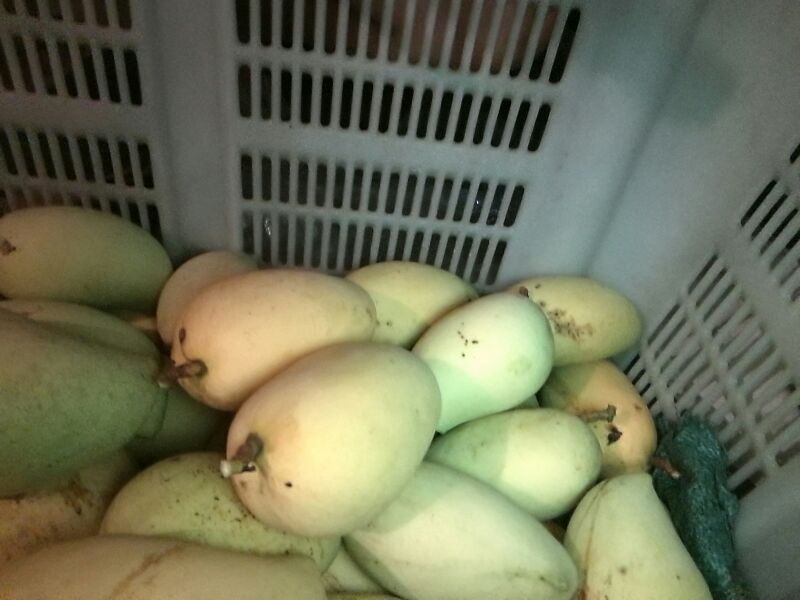 鹰嘴芒果实物图