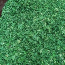 越冬菠菜10~15厘米
