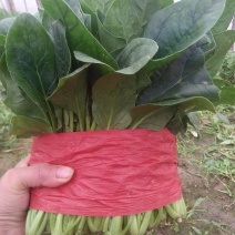 大叶菠菜20~25厘米