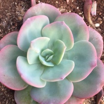 多肉植物
