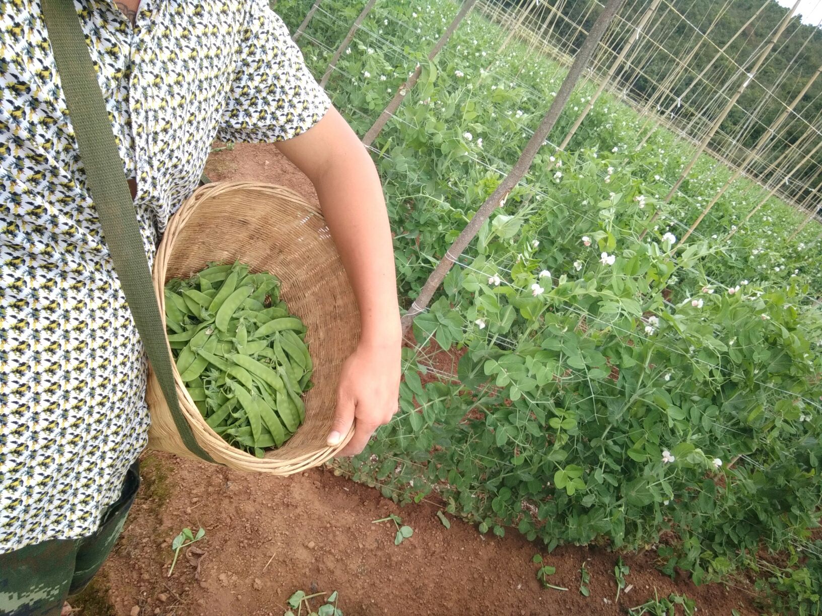 丰收季节农民采摘荷兰豆的场景