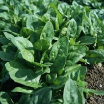 大叶菠菜15~20厘米