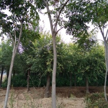栾树苗，黄花栾树苗，质优价廉