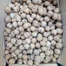 薄皮核桃30mm以上去皮干