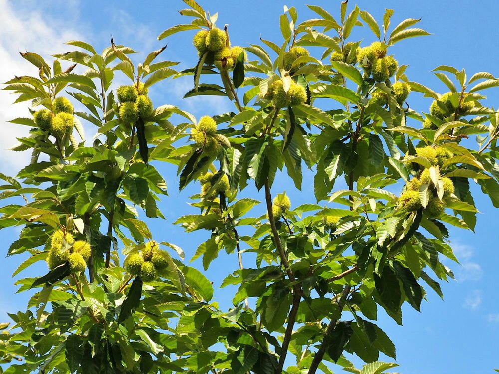 迁西板栗良种母本园春季采种实景