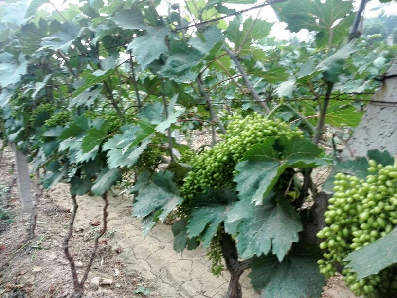 维多利亚青葡萄果园实景