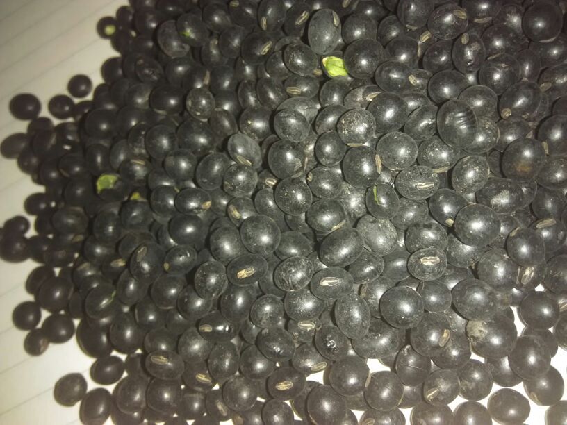 一颗完整的干黑豆,表面乌黑发亮,带有自然光泽,背景为木质砧板,旁边有一小撮泡发后的黑豆,展示其吸水膨胀状态 黑豆特写