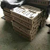 扬州大白鹅苗250g以下