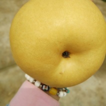 丰水梨250~300g纸袋