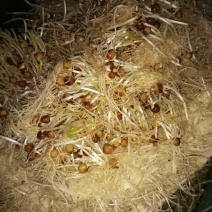 菜饼