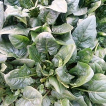 黑叶菠菜15~20厘米