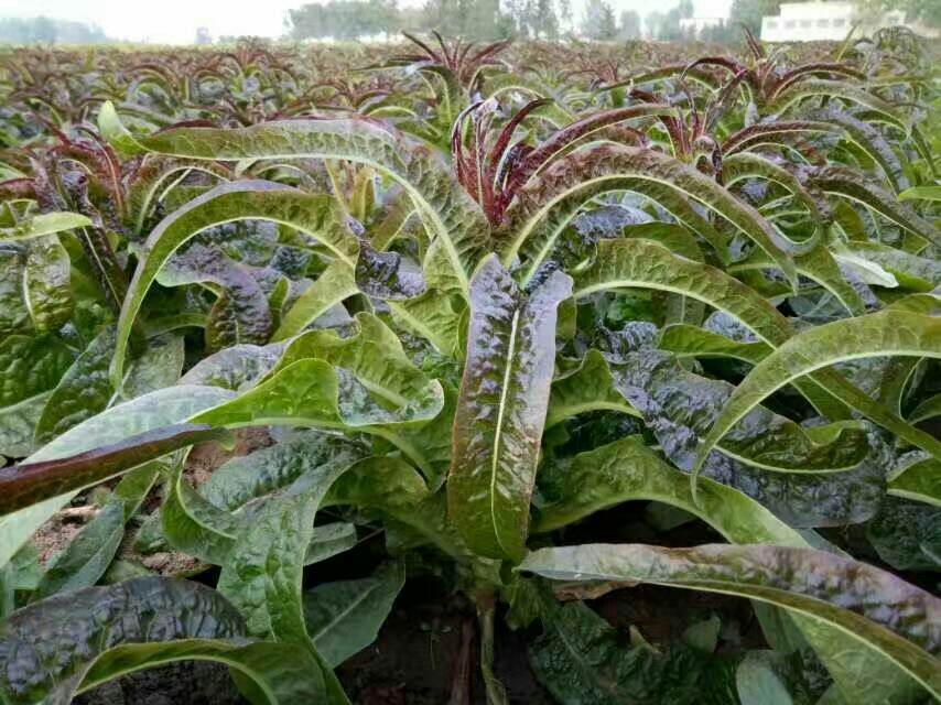 红叶香莴苣与青笋植株对比图