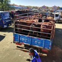 蒙古马200~300kg